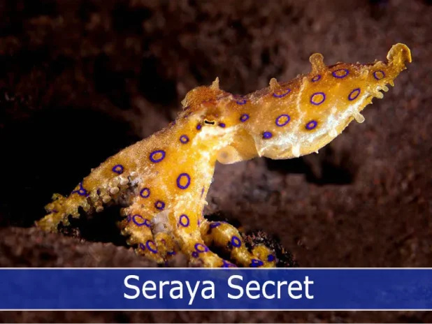 Discover the Hidden Beauty of Seraya Secret Dive Site in Tulamben